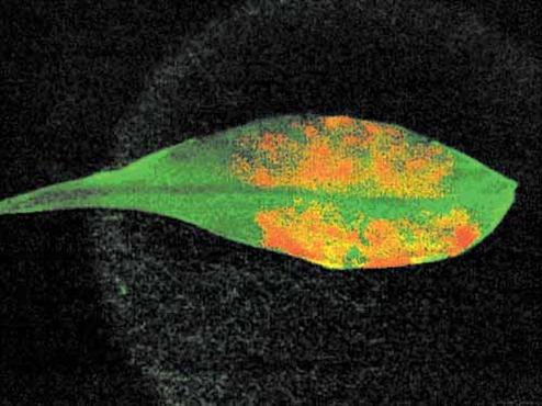 Imagem mostra como os nanotubos se incorporaram nas folhas (Juan Pablo Giraldo/Divulgação) Imagem mostra como os nanotubos se incorporaram nas folhas (Juan Pablo Giraldo/Divulgação)