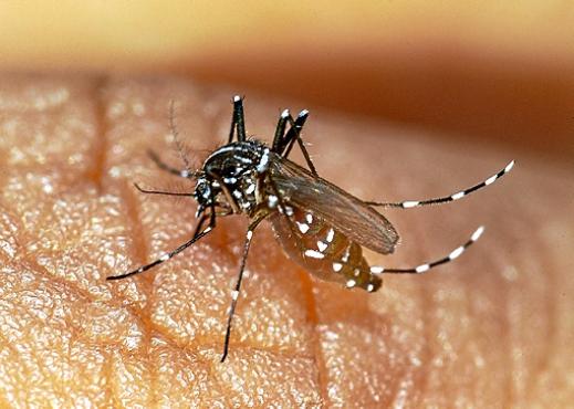 Transmitida também pelo mosquito da dengue, a chikungunya raramente evolui para casos graves, mas provoca inchaços e dores fortes  (Thierry Roux/AFP - 23/12/05)
