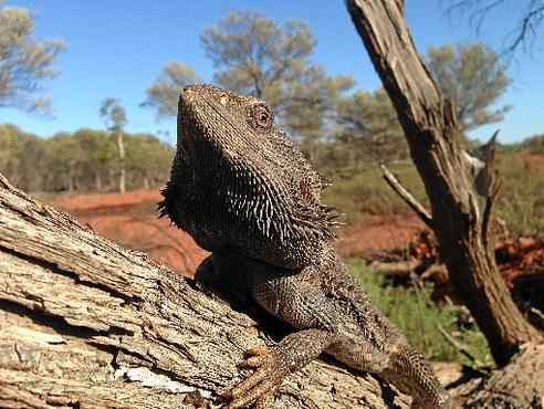 
O dragão-barbudo, lagarto característico da Austrália: taxa de fêmeas que possuem cromossomos masculinos cresce de maneira acelerada, alertam cientistas 