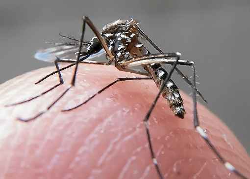 DF registra quase 400 novos casos de dengue em uma semana