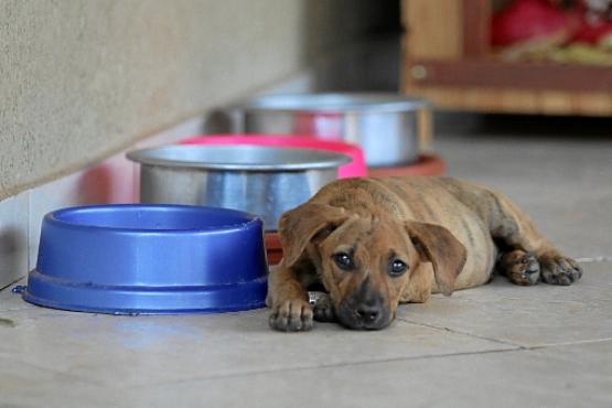 Cães encontrados na rua ganham um lar provisório enquanto os voluntários buscam um novo dono