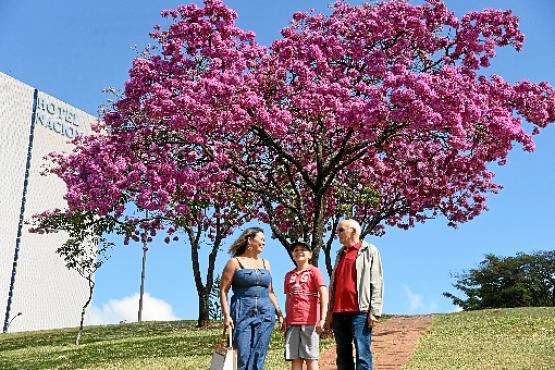 Maria, João Gabriel e Sebastião tiraram foto em ipê no Conic
