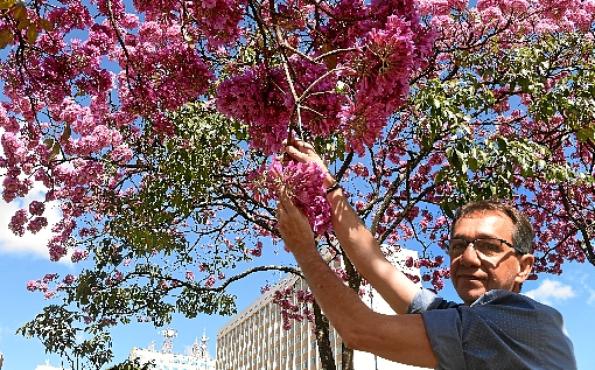 Rogério Coelho cultiva ipês na cidade: %u201CAmo a natureza%u201D
