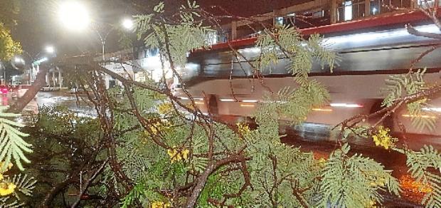 Na altura da 708 Norte, uma árvore caiu e bloqueou uma das faixas da W3: risco para os motoristas que trafegavam pelo local à noite  (Carlos Vieira/CB/D.A Press)