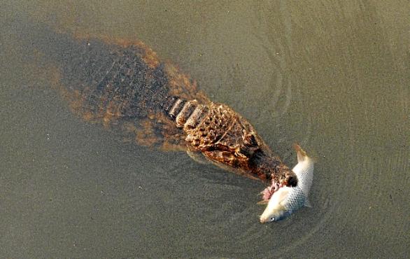 Jacaré-tinga foi flagrado ontem nadando no Lago Sul (Ed Alves/CB/D.A Press)