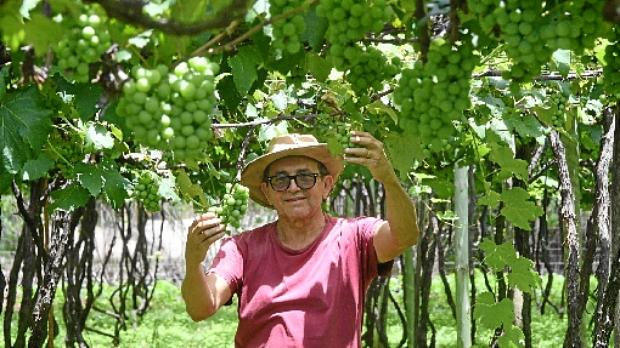 Reinaldo Romeiro tem o cultivo de uva como principal fonte de renda da família (Ed Alves/CB/D.A Press)