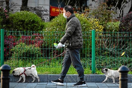 Na cidade chinesa de Wuhan, onde surgiu o novo vírus, homem passeia com cães (STR/AFP)