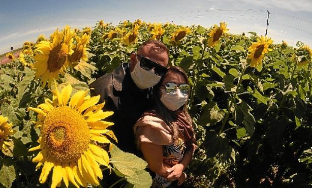 Diariamente, no caminho de casa para o trabalho, Alan da Silva e Stephani Santos veem os campos de girassóis