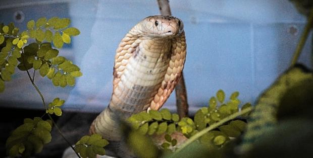 A naja que picou o estudante Pedro Henrique está no Zoo de Brasília (Ivan Mattos/Zoologico de Brasilia)