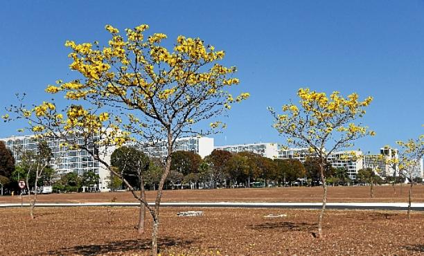 A beleza na Esplanada dos Ministérios
