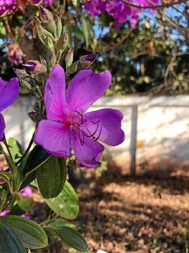 A flor da espécie Tibouchina granulosa leva cor às ruas de Vicente Pires (Arquivo Pessoal
)