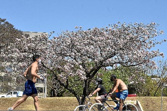 Passeio no Eixão Norte é colorido pela beleza dos ipês, característicos da estação (Minervino Júnior/CB/D.A Press)