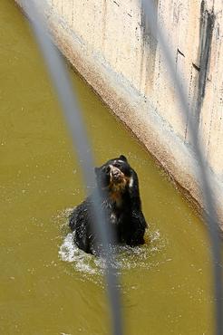 Hora do refresco: o urso-de-óculos Ney fez a festa na água (Ana Rayssa/CB/D.A Press
)