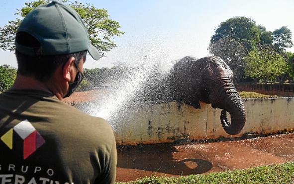 Chocolate faz a festa durante banho no Zoológico de Brasília (Ed Alves/CB/D.A Press)