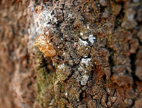 Quando a pele das cigarras  desprende-se, elas chegam à fase adulta