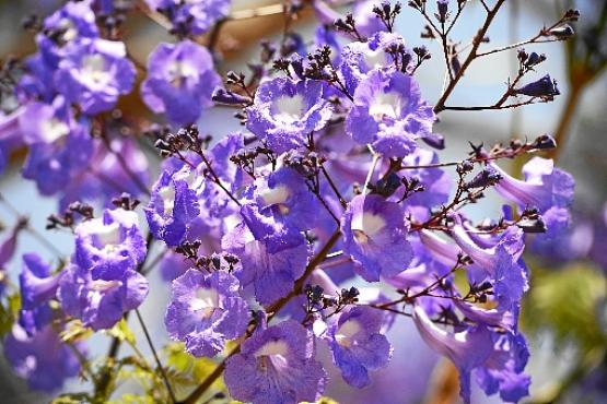 As flores do jacarandá são cônicas e desabrocham entre agosto e outubro (Marcelo Ferreira/CB/D.A Press)