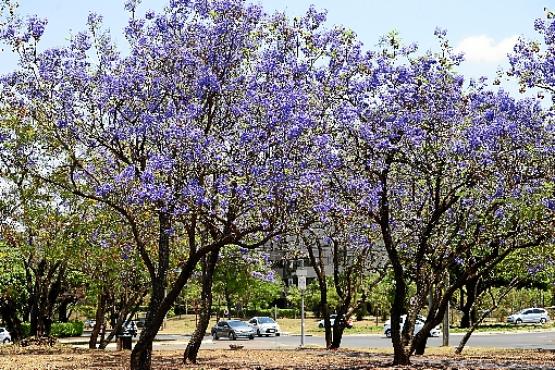 Parecida com o ipê-roxo, o jacarandá se destaca no cerrado com sua exuberância (Marcelo Ferreira/CB/D.A Press)