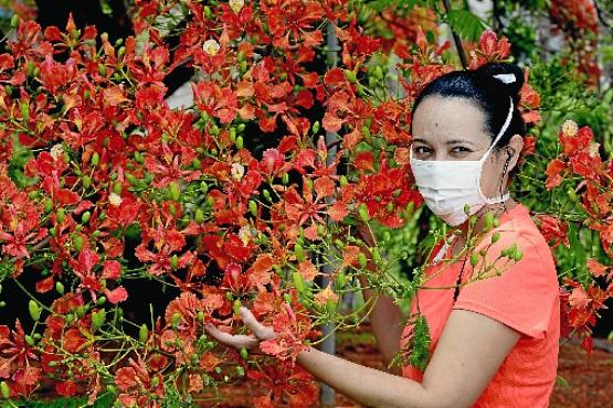 A engenheira ambiental Miria Nogueira aproveita a paisagem desta época do ano. Ela destaca que o flamboyant é considerado a árvore símbolo do amor  (Marcelo Ferreira/CB/D.A Press)