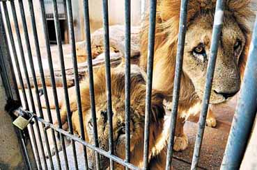 Le�es (fotos) e tigres resgatados de um circo ocupam jaulas pequenas e  improvisadas no Zoo de Bras�lia. Os animais aguardam a transfer�ncia para outros centros. (Gustavo Moreno/CB/D.A Press)