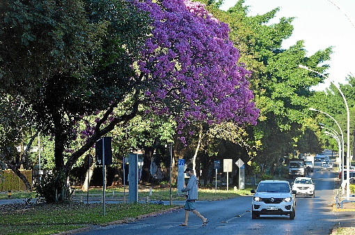 Com a floração dos ipês-roxos, a cidade se veste com uma nova roupa para viver a temporada da seca. São 250 mil árvores, de vários tons, espalhadas pelas ruas da capital. No próximo mês, é a vez dos amarelos.  (Ed Alves/CB/D.A Press)