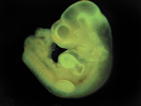 Imagem mostra embrião de camundongo que teria se desenvolvido com a ajuda das novas células-tronco  (Haruko Obokata/Reuters)