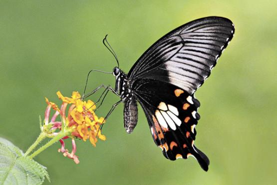 Espécime da borboleta Papilio polytes, analisada no estudo: gene que permite a mimetização é o mesmo que promove a diferenciação sexual (Khew Sin Khoo/Divulgação)