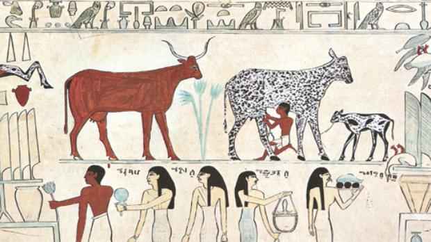 Afresco do Antigo Egito mostra vacas domesticadas: à medida que o pastoralismo se espalhava pelo mundo, adaptações genéticas à lactose surgiam (Wikipedia/Reprodução)