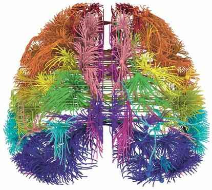 Imagem computadorizada reproduz conexões dos neurônios de um roedor: detalhamento sem precedente em dois mapas (Allen Institute for Brain Science/ Divulgação  )