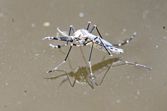 Aedes aegypti: Brasil vulnerável à doença, que já chegou às Américas (Carlos Vieira/CB/D.A Press - 9/4/2013)