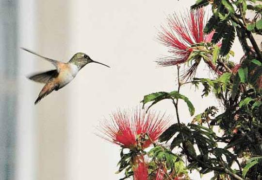 Espécime se aproxima de flor: esses pássaros costumam se alimentar de néctar e pequenos insetos (Fred Prouser/Reuters - 11/8/2009)