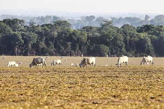 Criação de gado na fronteira com a Amazônia: a pecuária, ao lado do desmatamento, é a maior fonte de gases do efeito estufa no Brasil  (Paulo Whitaker/Reuters - 23/9/11)