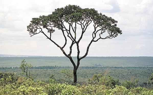 Legislação permite o desmatamento legal de 400 mil quilômetros quadrados de cerrado (Edílson Rodrigues/CB/D.A Press - 10/4/03)