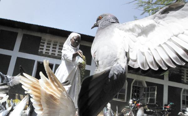  Religiosa alimenta pombos em Nairobi: capacidade de reconhecer formas e classificar os objetos é uma importante estratégia de sobrevivência desses pássaros (Thomas Mukoya/Reuters)