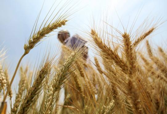A produção do trigo caiu 5,5% em oito anos: o sequenciamento pode ajudar a reverter o problema 