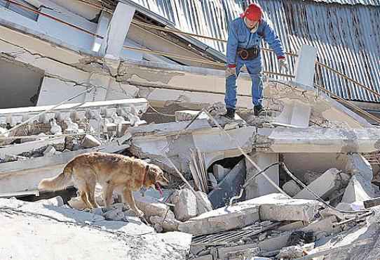 Cachorro auxilia na busca de sobreviventes do terremoto que atingiu o Haiti, em 2010: sensores vão facilitar ação (Tatyana Mekeyeva/Reuters - 15/1/10)