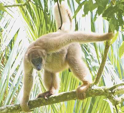 Muriquis e outros primatas desaparecem principalmente das regiões tropicais 