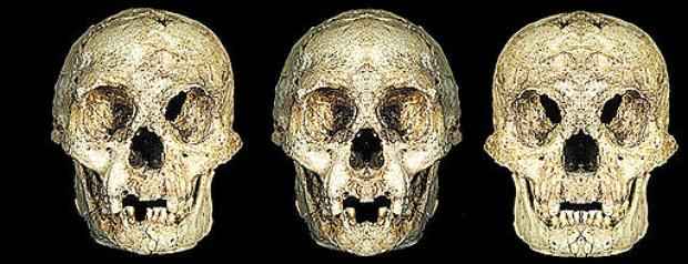 A caveira do LB1 original foi reconstituída em duas versões para ilustrar a assimetria facial, característica que sugere um distúrbio de desenvolvimento  (Image: A, E. Indriati, B, D.W. )