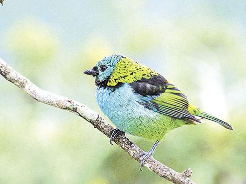 O desmatamento ameaça a sobrevivência de várias espécies de pássaros que habitam a mata, como o saíra-sete-cores