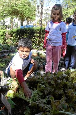 Alunos do Jardim de Infância da 304 Norte plantam, colhem e comem as hortaliças do canteiro do colégio (Ana Rayssa/Esp. CB/D.A Press)