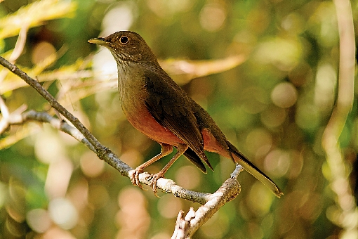 Tancredo Maia Filho/Divulgacao