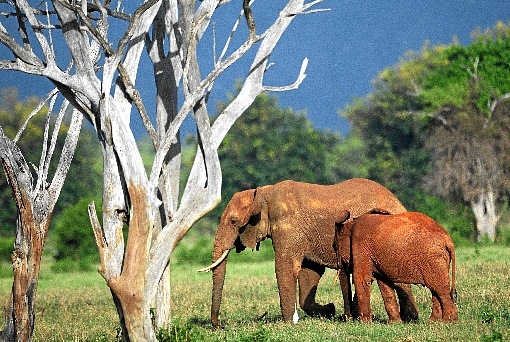 Tony Karumba/AFP - 20/3/12
